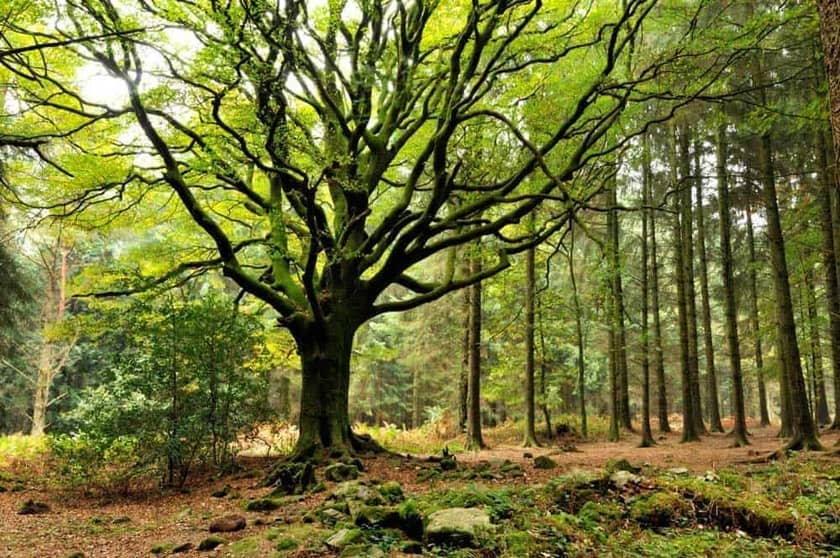 Bosque de Brocéliande